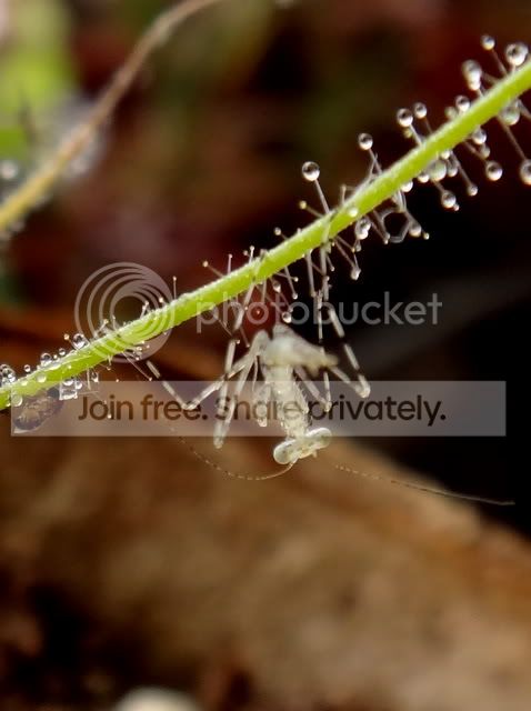 byblis_lamellata_mantid2.jpg