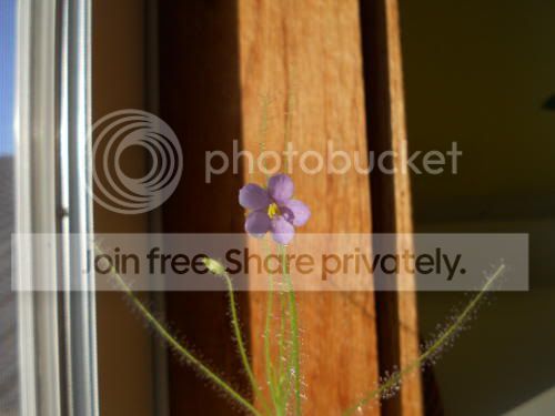 byblis_12-26-11.jpg