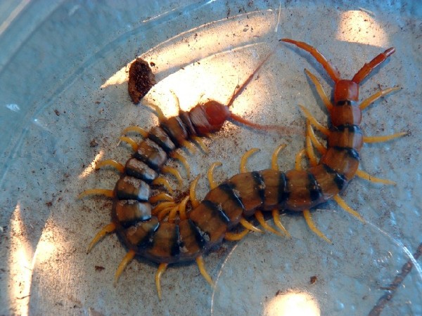 62947Scolopendra_polymorpha-Tiger_Centipede-med.jpg