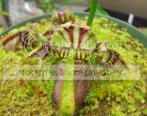 cephalotus_7-8-11.jpg
