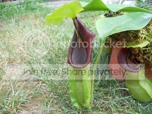 Nspathulata_7-25-12.jpg