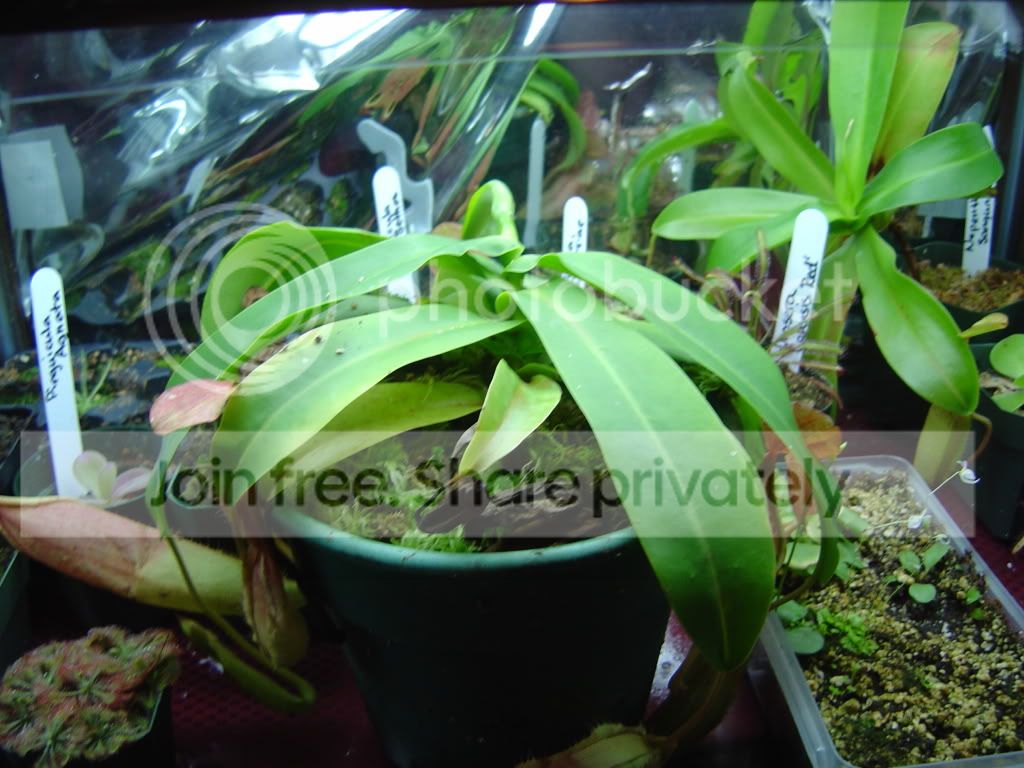newplantsandupdate11-17-08001.jpg