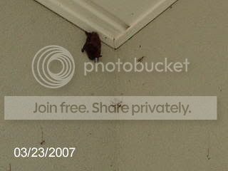 batty001.jpg