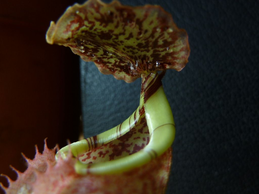 plants10032012026.jpg