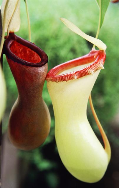 ane-nepenthes-ventricosa-01212.jpg