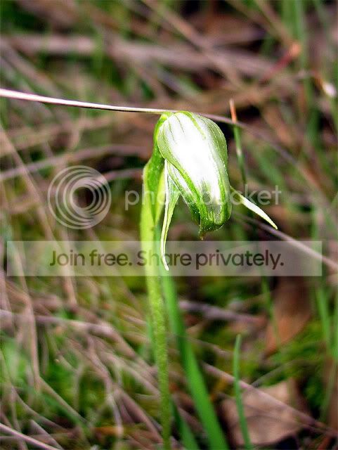 Orchid.jpg