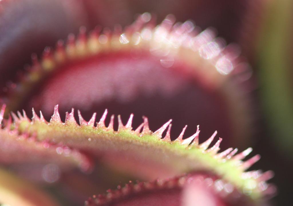 Red_Sawtooth5.jpg