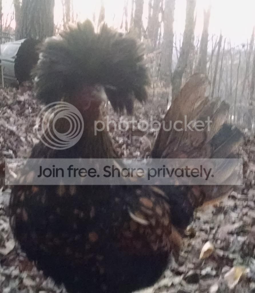 1423350789862_zpsmshlsdcj.jpg