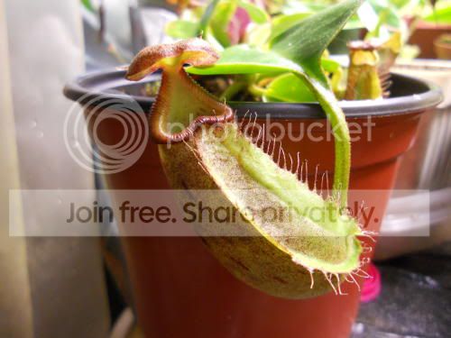 Nroyaltruncata_9-13-11.jpg
