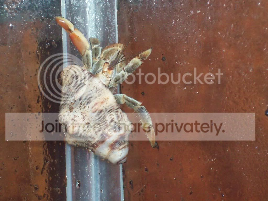 hermitcrabs045.jpg