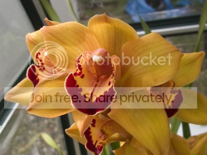 Oncidium_Orchid.jpg