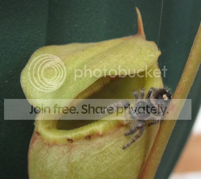 VentricosaSpider.jpg