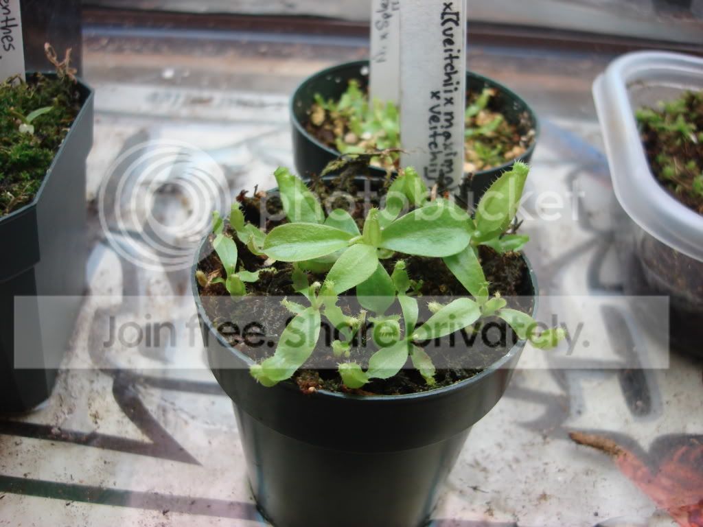 nepseedlings-1.jpg