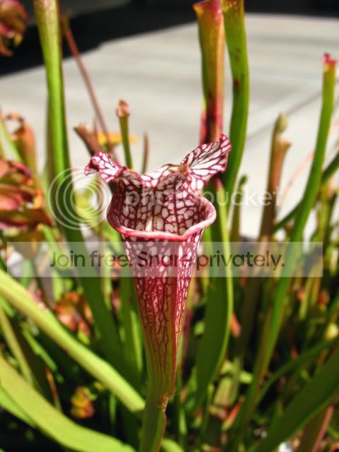 leuco.jpg
