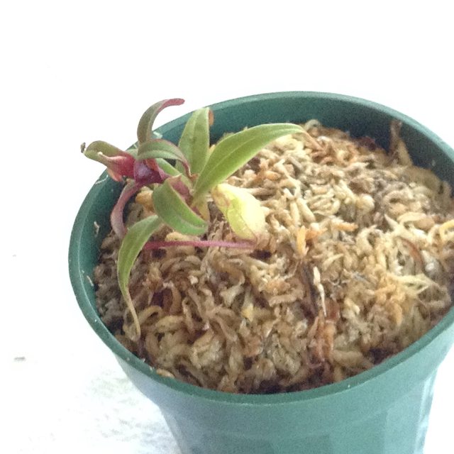 N3NYAefl.jpg