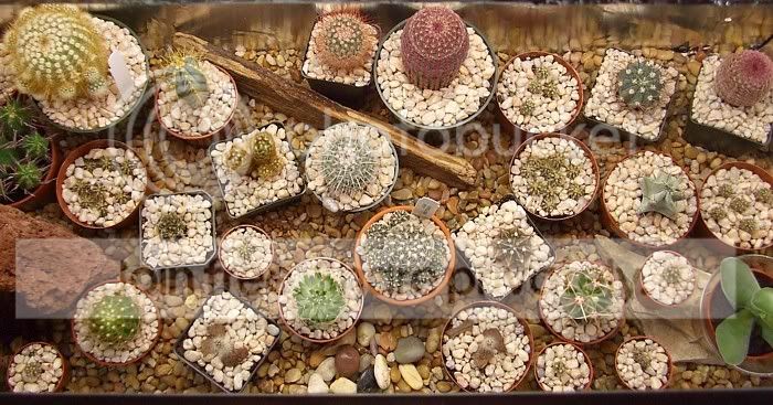 cactuspics08029.jpg