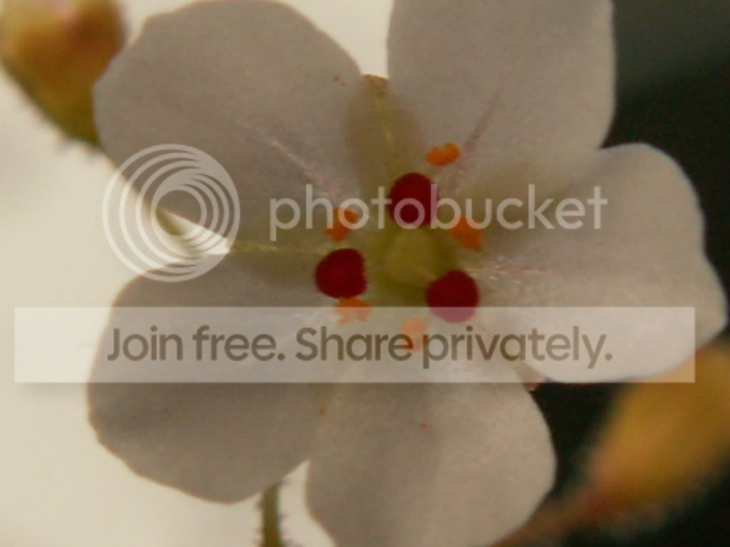 allantostigmaxomissaflower3.jpg