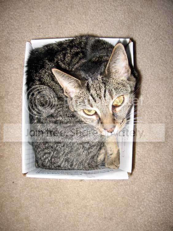 HG---Tig-in-a-box-002.jpg