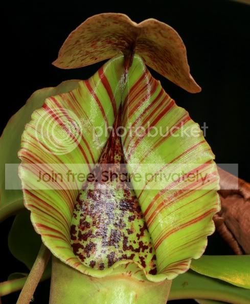 truncata4.jpg