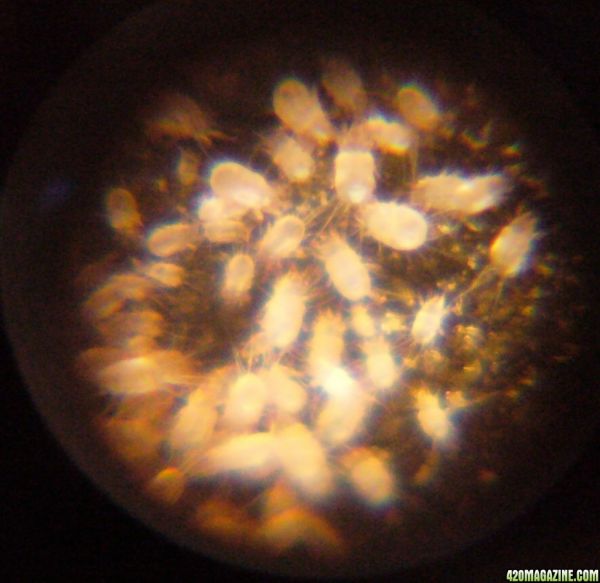 mites1.jpg