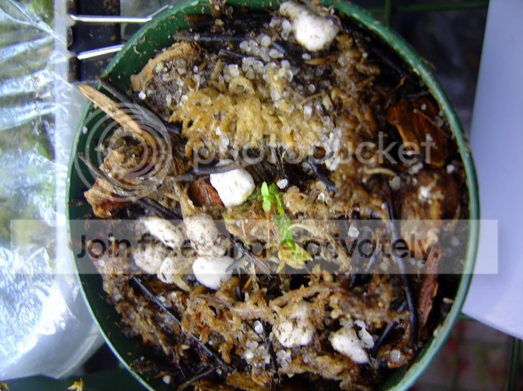 nepseedlings10-28-08005.jpg