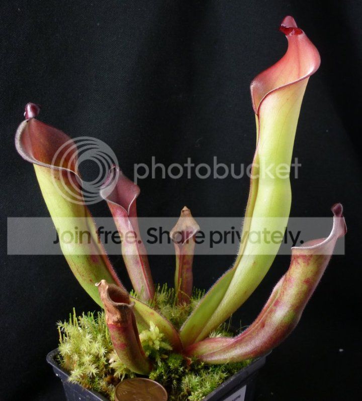 Hspecangasimaplant112711RS.jpg