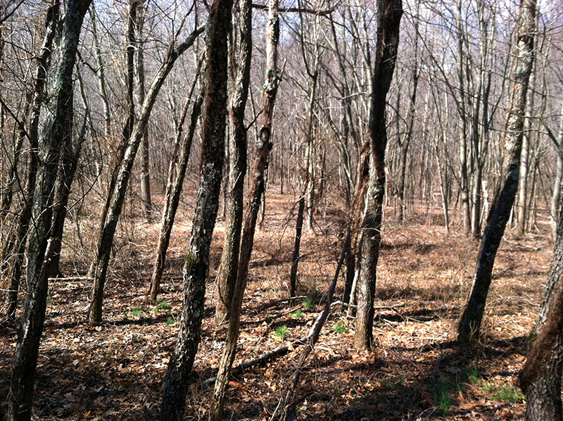 woods.jpg