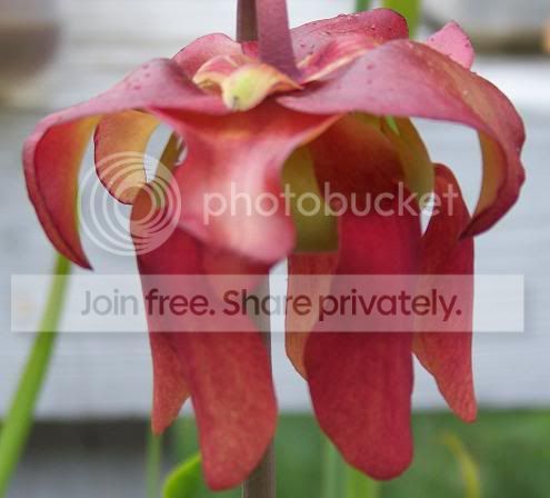 oreoxflavaxleucoflower.jpg