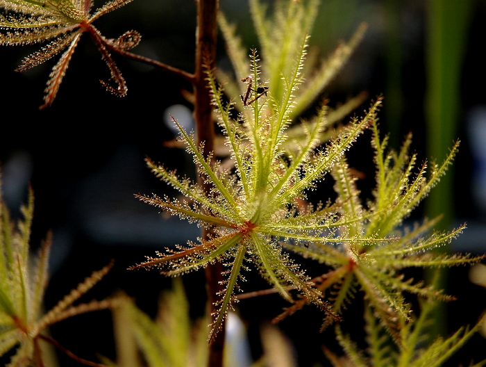 DSC_1838.JPG