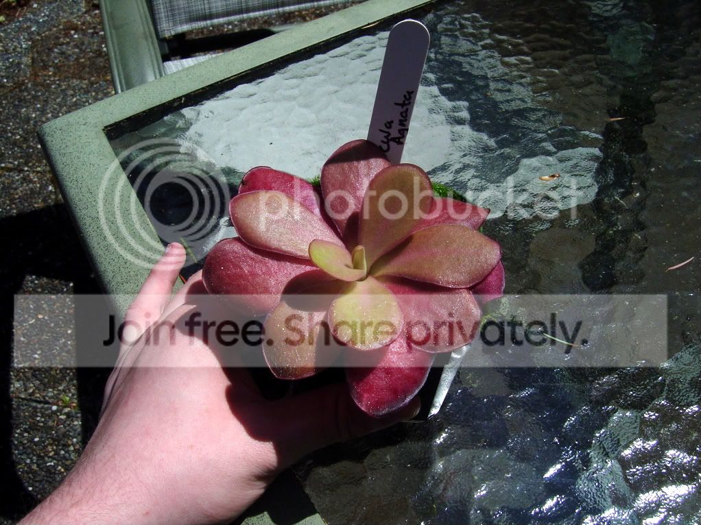 SpringCPs011.jpg