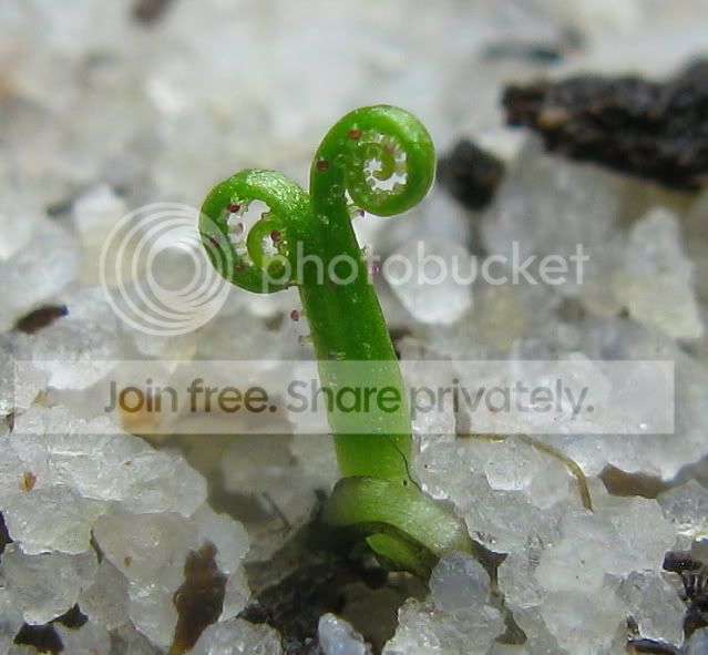 IMG_0621-drosophyllum.jpg
