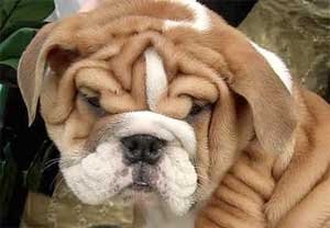 tp-wrinkle-dog.jpg