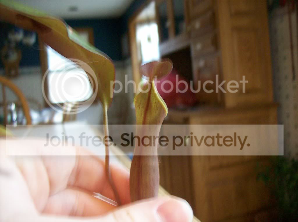 plants.jpg
