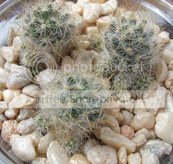 Cactiandsucculents3044.jpg
