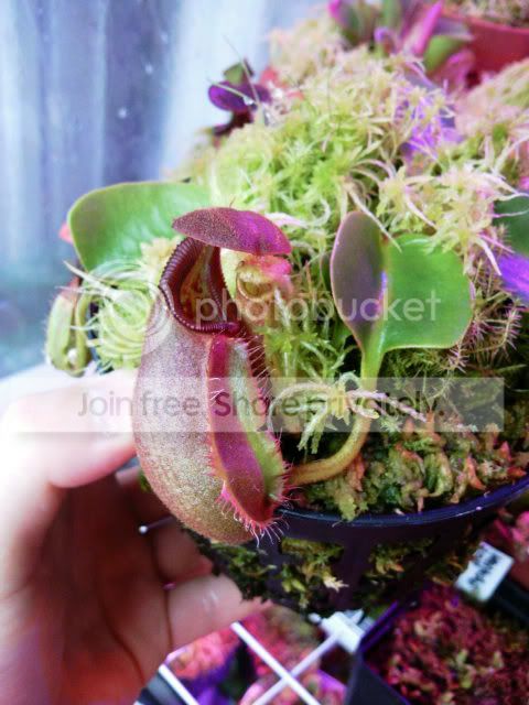 2011-05-06_13_16_00_jiguin84.jpg