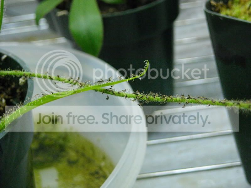 Dfiliformis1-82408.jpg