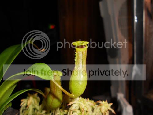 Nventricosa02_3-22-11.jpg