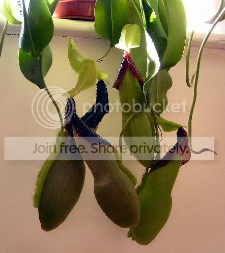 spathulata1.jpg