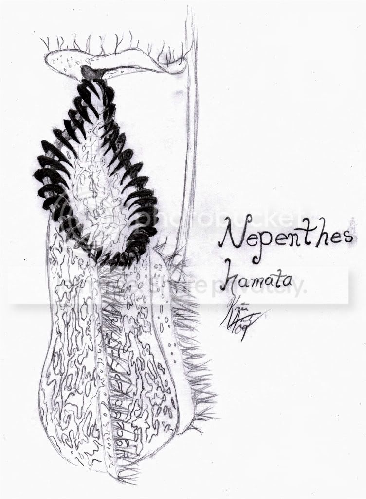 Nepentheshamatadrawing.jpg