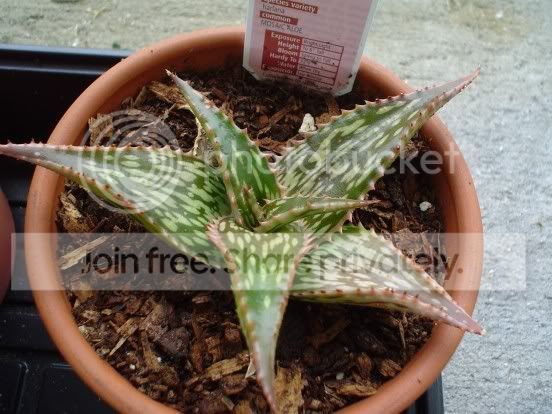 MosaicAloe.jpg