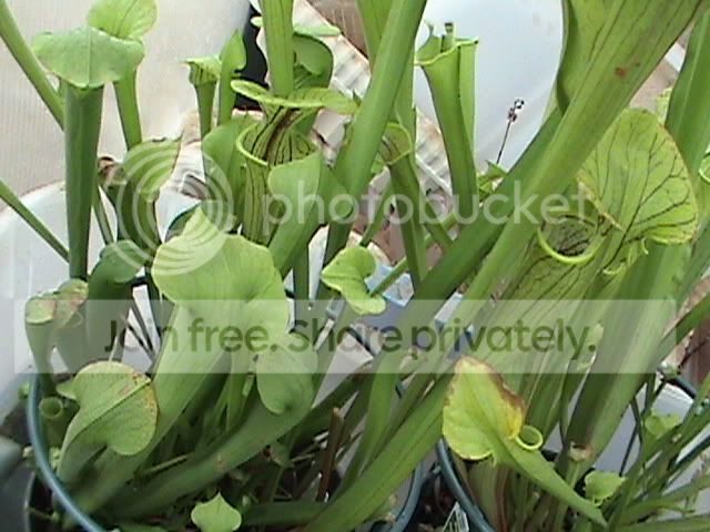 BoomanFloral-Possiblealabamensis01.jpg