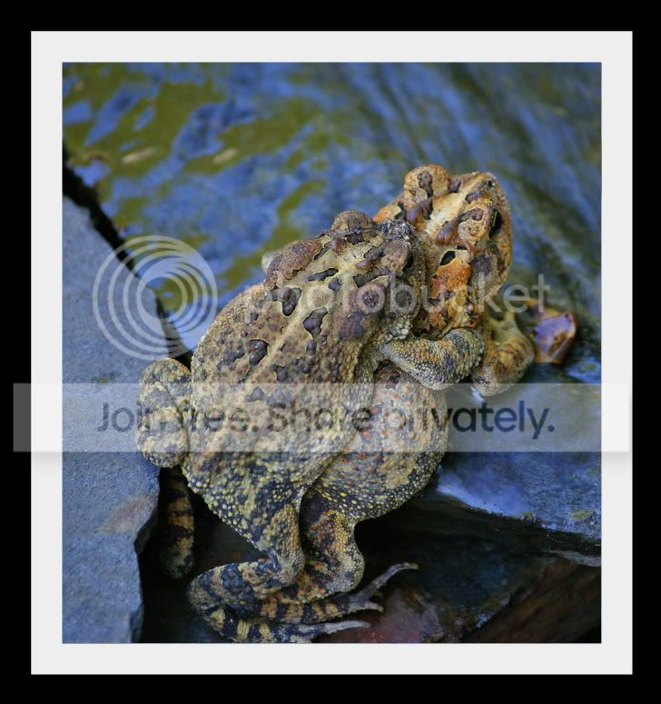 toads3.jpg