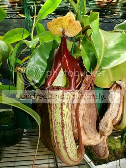 maxima-darkxtruncata.jpg