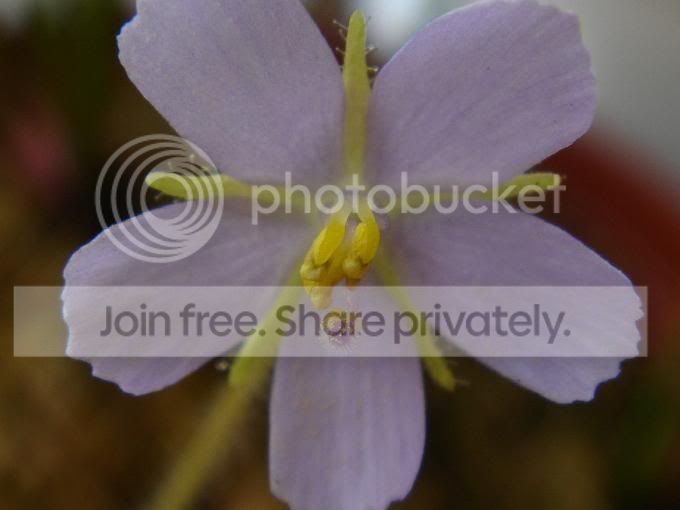 byblispollination160306lq.jpg