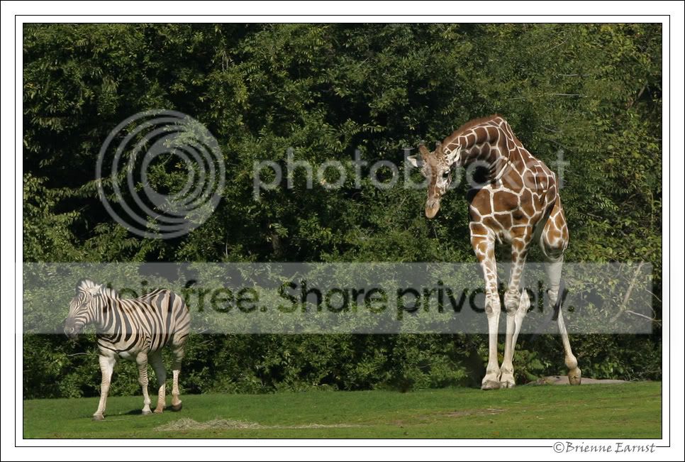 GiraffePlayWithMe2_7034.jpg