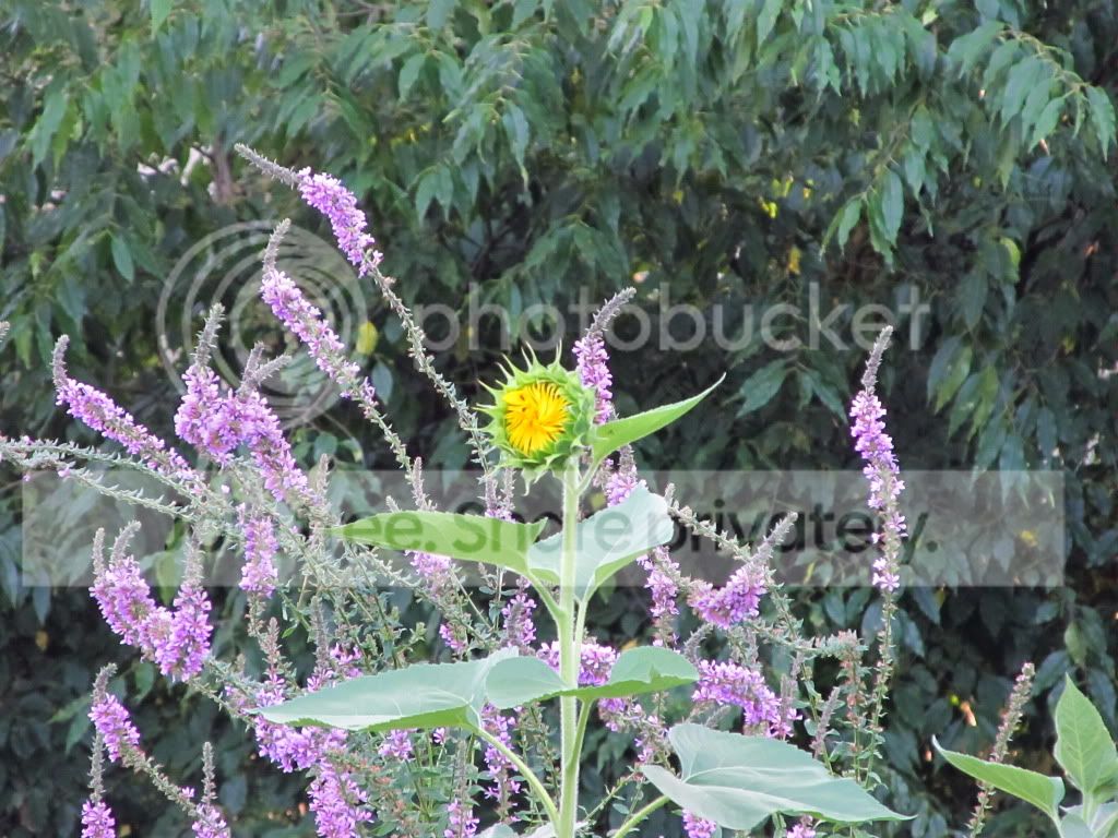 IMG_8131.jpg