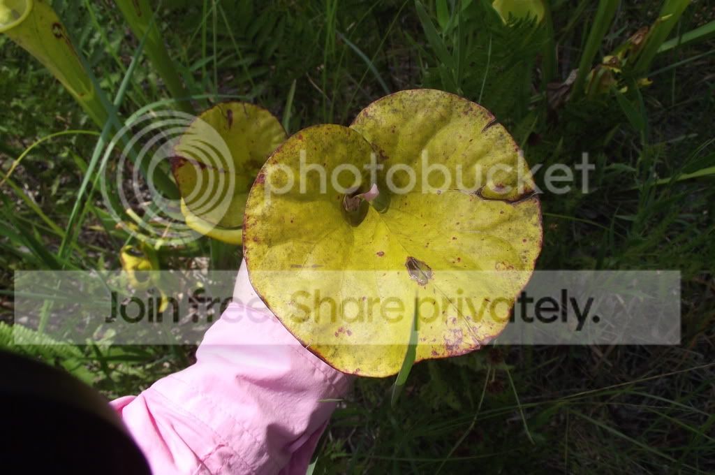 DSCF8466.jpg