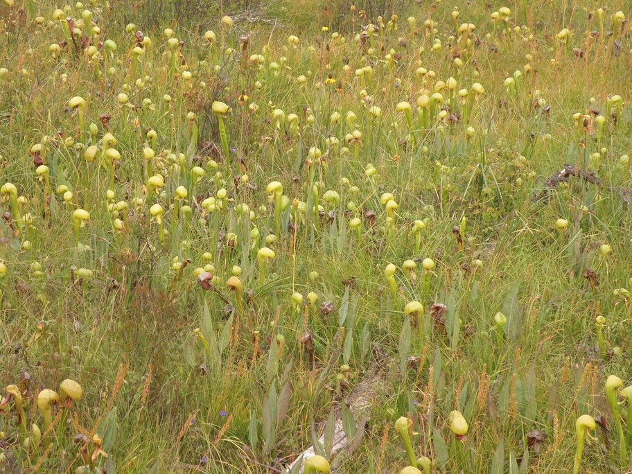 P8069062s.jpg