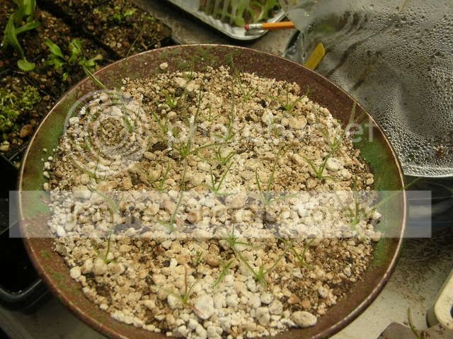 DSCN4339.jpg