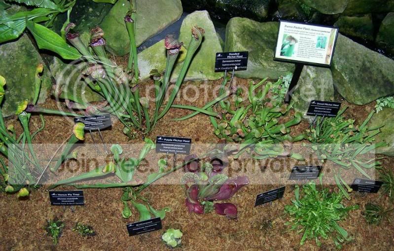 plant3.jpg